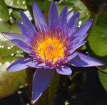 Nymphaea 'Purple Thamanoon' - Tropische Seerose